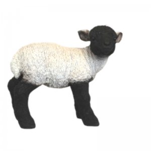 Lamm mittel