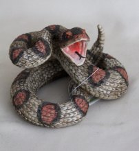 Klapperschlange klein