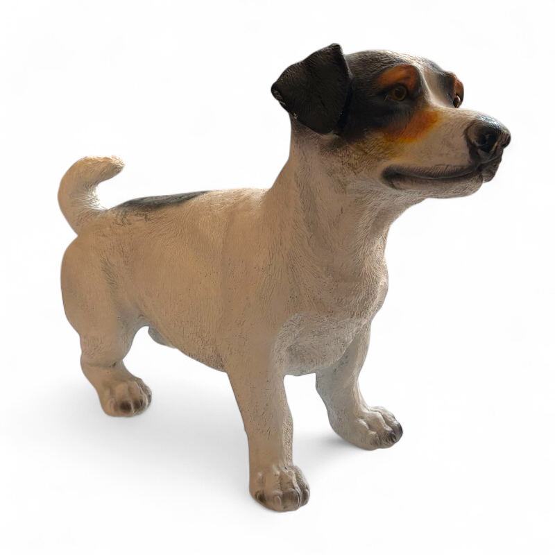 Hund Jack Russel