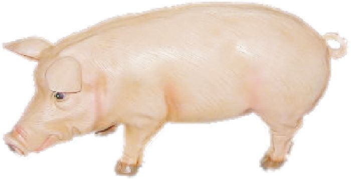 Hausschwein gross mit Struktur - zum Schließen ins Bild klicken