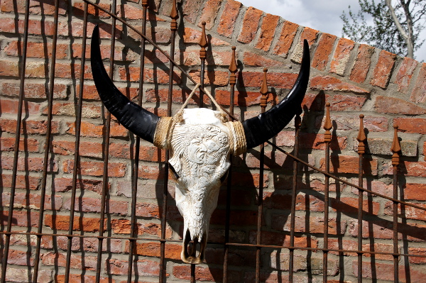 Büffelschädel Indianerprägung mit Kordel, natur - zum Schließen ins Bild klicken