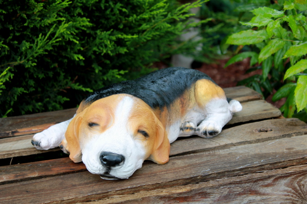 Beagle schlafend - zum Schließen ins Bild klicken
